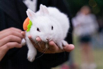 A pair of gentle hands cradles an adorable white rabbit, its soft fur and curious eyes radiating...