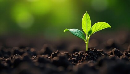 Fototapeta premium Healthy soybean seedling emerging from dark soil, sprout, greenery, agriculture