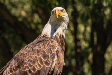 A bald eagle is standing in a forest