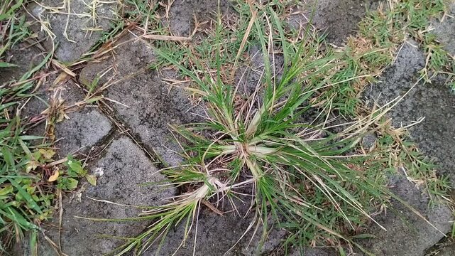 Sambau grass or bone grass growing on paving blocks. The grass is scientifically known as Eleusine indica Gaertn.