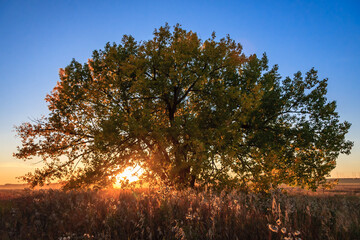 A large tree with leaves that are yellow and brown