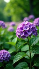 Fototapeta premium Purple hydrangea flowers in a lush green field, garden field, full bloom, hydrangea macrophylla