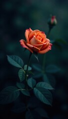 A single orange rose blooming in the shadows of night, landscape, mysterious, rose