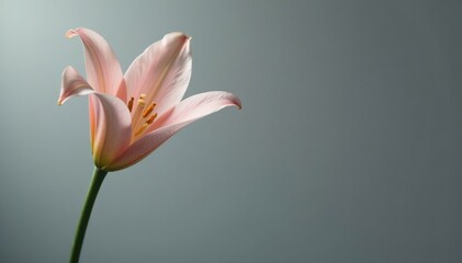 Gray background with a single, exquisite lily bud featuring translucent petals, blooming, flowers, flower