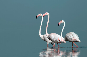 African wild birds. A flock of great flamingos on the blue lagoon against the bright sky