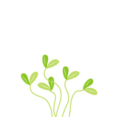 sprouted grains and micro greens vector