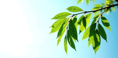 Obraz premium Isolated willow branch on white background against a blue sky, branch, leafy