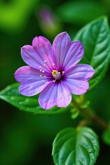 Fototapeta premium Violet hepatica flower with clear stamens against a green leafy background, garden, flowers