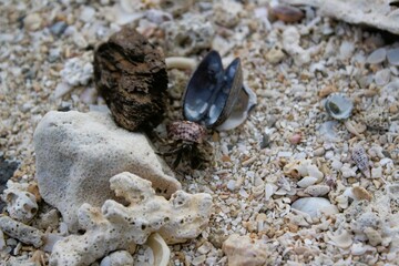 A tiny hermit crab on the beach