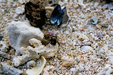 A tiny hermit crab in a shell on the beach