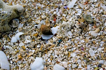 A tiny hermit crab in a shell on the beach