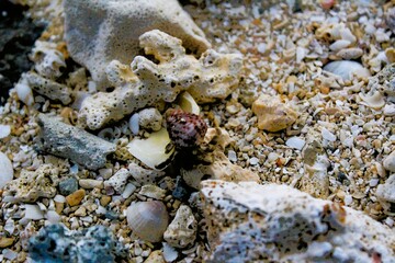 A tiny hermit crab in a shell on the coral beach