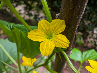 the flowers of the cucumber tree
