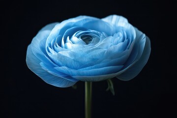 A close-up shot of a single blue ranunculus flower in full bloom, beautifully illuminated on a dark black background.