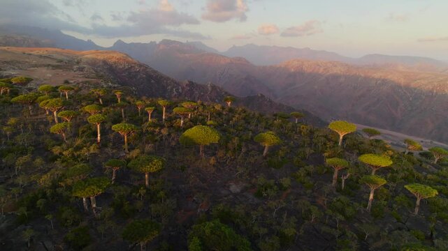 Aerial landscape of mountain and forest at Firmhin forest camp at sunset, Socotra island in Yemen, Asia