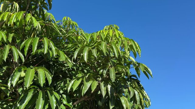 Leaves of a Schefflera Umbrella Tree under blue sky moving in a breeze 