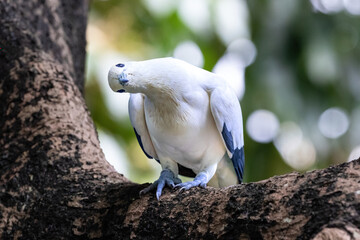 pied imperial pigeon (Ducula bicolor) on tree limb. Looking to the side. In Hong Kong. 
