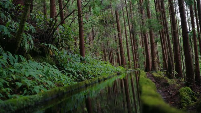 Serene forest path in Portugal, with lush greenery and a calm reflective stream, providing a peaceful escape. Scenic landscape in tropical forest, green plants, trees and levada