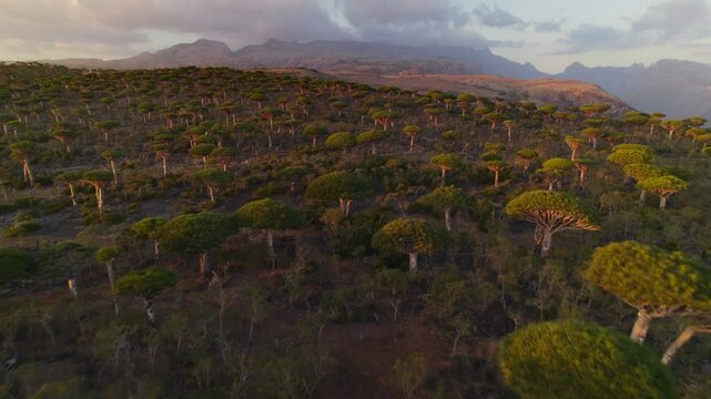 Aerial landscape of mountain and forest at Firmhin forest camp at sunset, Socotra island in Yemen, Asia