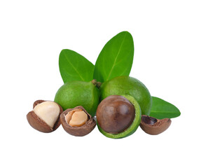 macadamia nuts with leaf isolated on transparen png.