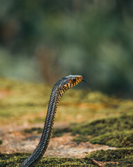 viper on the ground with green background