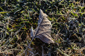 Frozen and frosted vegetation in Three Rivers State Park near Sneads, Florida
