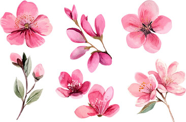 cherry blossom sakura