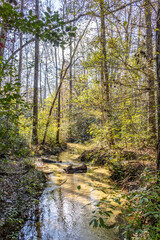 Small spring fed creek along the Garden of Eden Trail in the Apalachicola Bluffs and Ravines Preserve in Florida