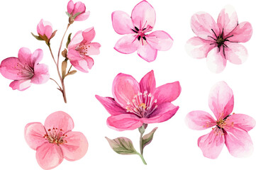 pink and white flowers