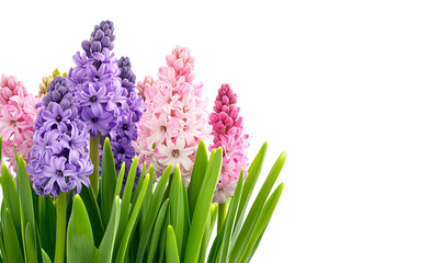 Close-up of vibrant pink, purple hyacinths.