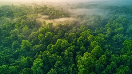 Exploring the tranquil beauty of a dense green forest at dawn aerial view nature photography scenic environment