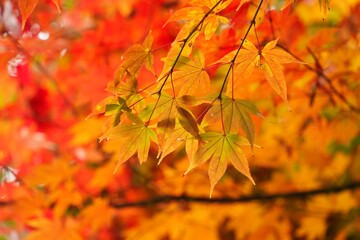 紅葉の煌めき