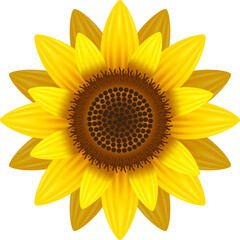 Sunflower Illustration for Bright Summer Ideas