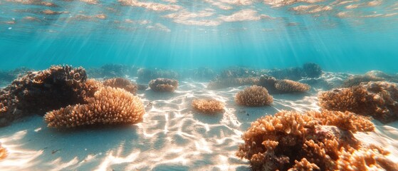 Fototapeta premium Underwater scene of vibrant coral reef on sandy ocean floor bathed in sunlight.