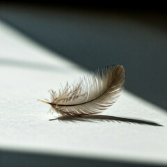 delicate single brown feather isolated on white background with soft light and shadow