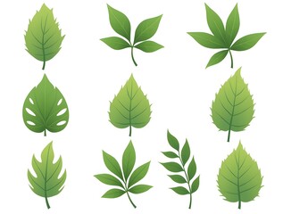 Collection of Diverse Green Leaves: A Botanical Illustration