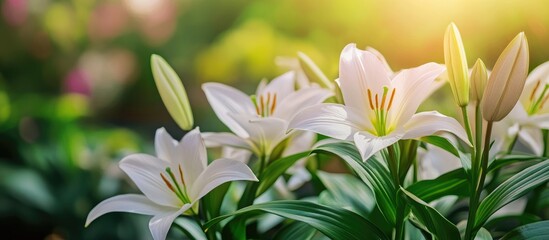 Fototapeta premium Serene garden scene with blooming white lilies bathed in warm sunlight showcasing vibrant greenery and a peaceful atmosphere
