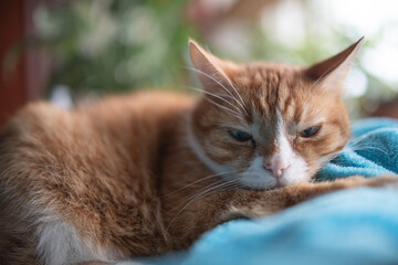 Portrait of a beautiful fluffy young mongrel cat.
