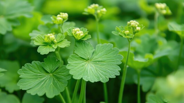 Medicinal Pancy Penty Plant with Green Leaves and Blooming Flowers Known for Treating Puffy Eyes and Other Health Benefits