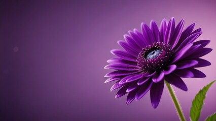 Fototapeta premium Close-up of a vibrant purple flower with delicate petals and a soft gradient background.