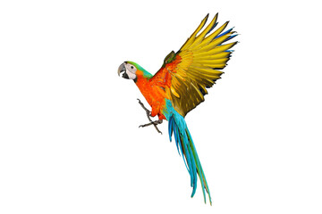 Colorful flying Catalina Macaw parrot isolated on transparent background png file	