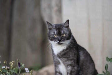 Portrait of a beautiful fluffy young mongrel cat.