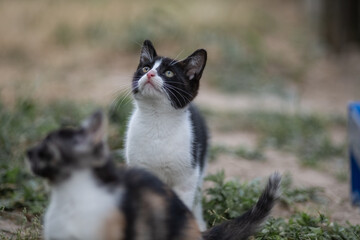 Portrait of a beautiful fluffy young mongrel cat.