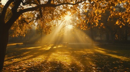 Obraz premium A golden autumn morning in a park, with sunlight streaming through trees and highlighting yellow and orange foliage