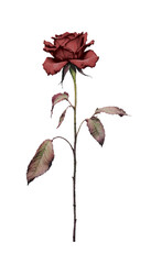 pressed dried a red rose flowers isolated background