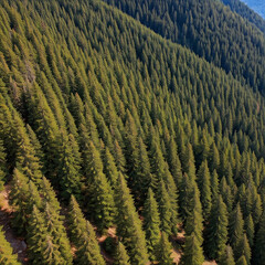 Obraz premium Evergreen trees in the mountains