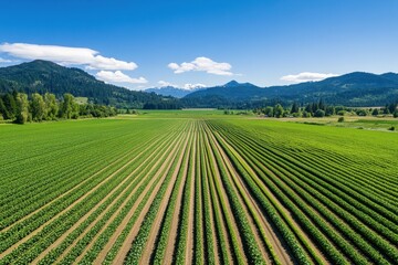 Aerial view of vibrant green fields stretching across the landscape under a clear blue sky.