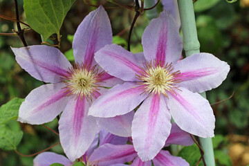 クレマチス