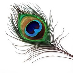Obraz premium peacock feather close up