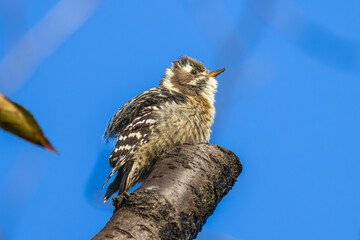 木にとまるコゲラ